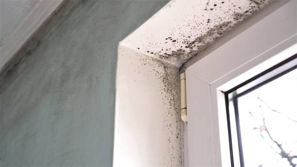 Best Post-Flood Mold Remediation in Smethport, PA
