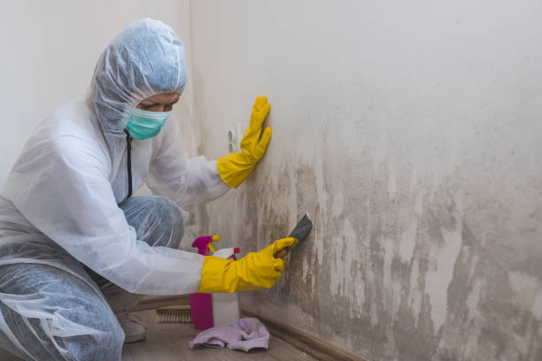 Best Black Mold Remediation in Smethport, PA