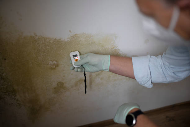 Best Bathroom Mold Remediation in Smethport, PA